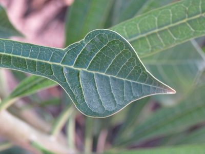 Plumeria pudica, photographed by Diogo Luiz