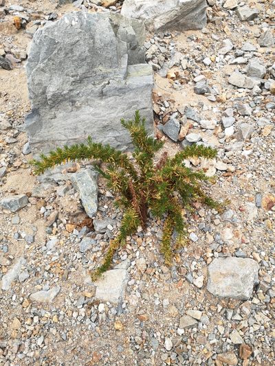 Heliotropium taltalense, photographed by Aira Francisca Faúndez Fallau