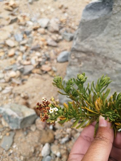 Heliotropium taltalense, photographed by Aira Francisca Faúndez Fallau
