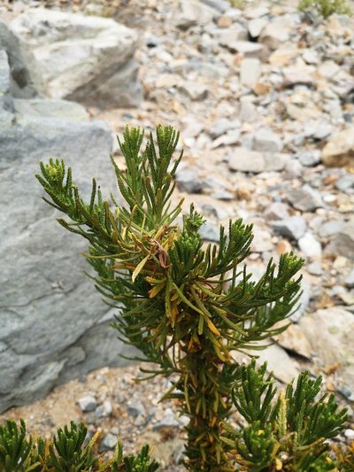 Heliotropium taltalense, photographed by Aira Francisca Faúndez Fallau