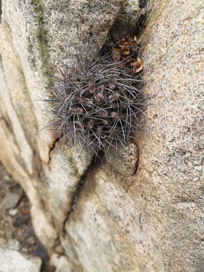 Eriosyce paucicostata, photographed by Aira Francisca Faúndez Fallau