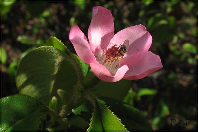 Pseudocydonia sinensis, photographed by RAP