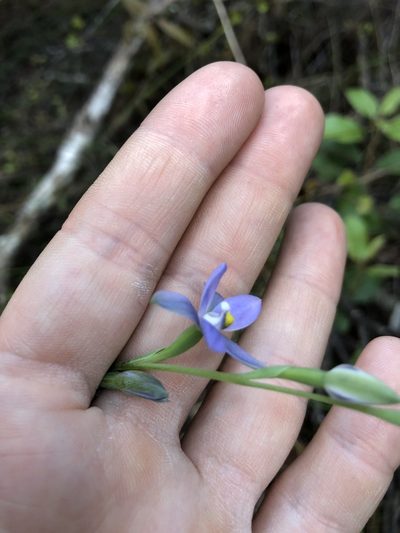Thelymitra tholiformis, photographed by phoebeandrews
