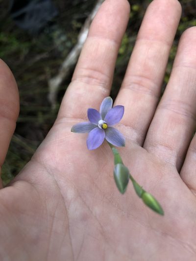 Thelymitra tholiformis, photographed by phoebeandrews