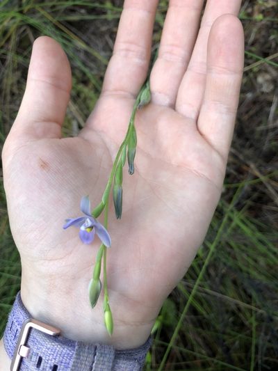 Thelymitra tholiformis, photographed by phoebeandrews