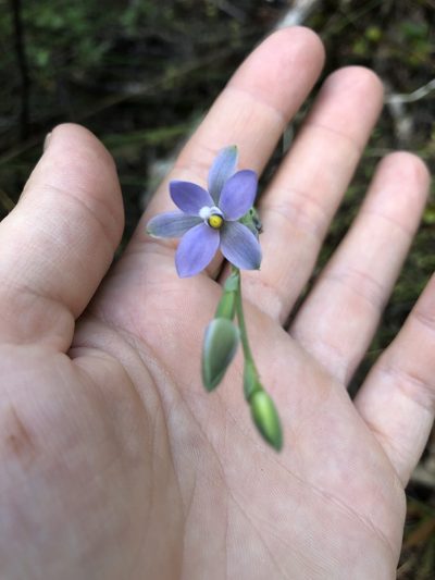 Thelymitra tholiformis, photographed by phoebeandrews