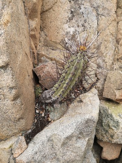 Leucostele deserticola, photographed by Aira Francisca Faúndez Fallau