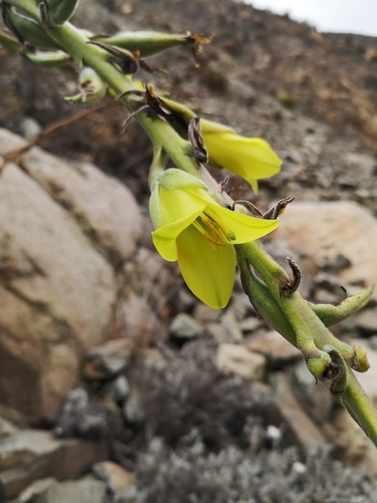 Puya boliviensis, photographed by Aira Francisca Faúndez Fallau