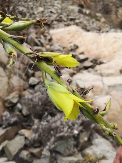Puya boliviensis, photographed by Aira Francisca Faúndez Fallau