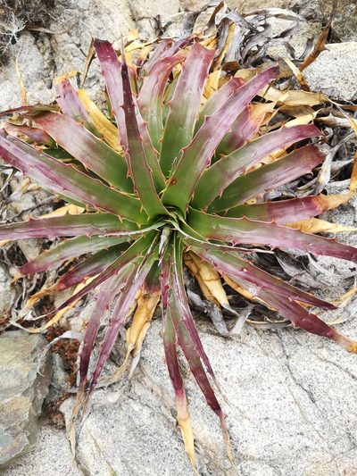 Puya boliviensis, photographed by Aira Francisca Faúndez Fallau