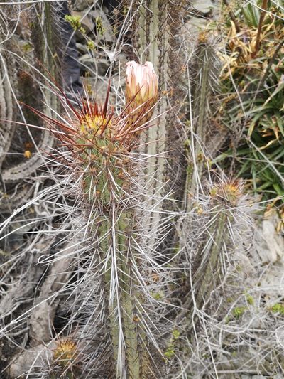 Leucostele deserticola, photographed by Aira Francisca Faúndez Fallau
