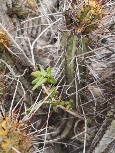 Diplolepis boerhaviifolia, photographed by Aira Francisca Faúndez Fallau