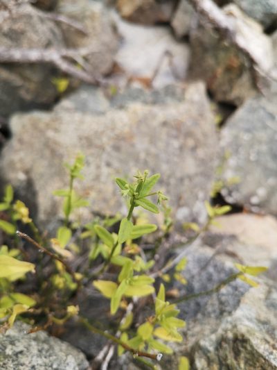 Chiropetalum canescens, photographed by Aira Francisca Faúndez Fallau