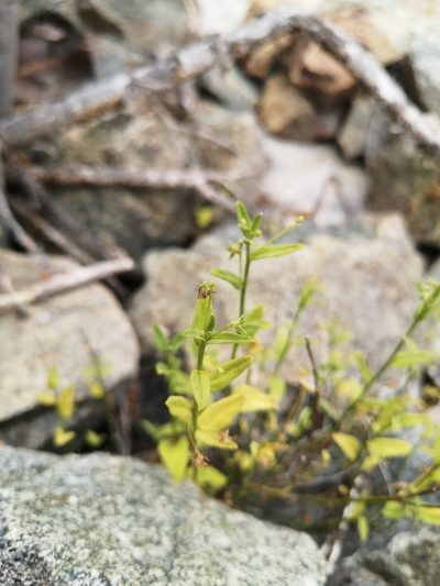 Chiropetalum canescens, photographed by Aira Francisca Faúndez Fallau
