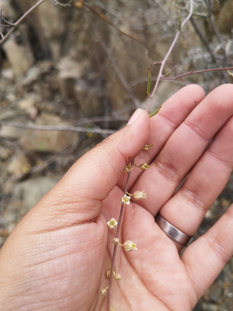 Sibara pinnata, photographed by Aira Francisca Faúndez Fallau