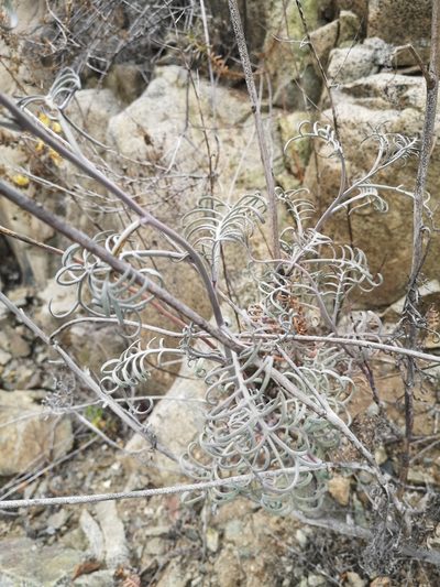 Sibara pinnata, photographed by Aira Francisca Faúndez Fallau