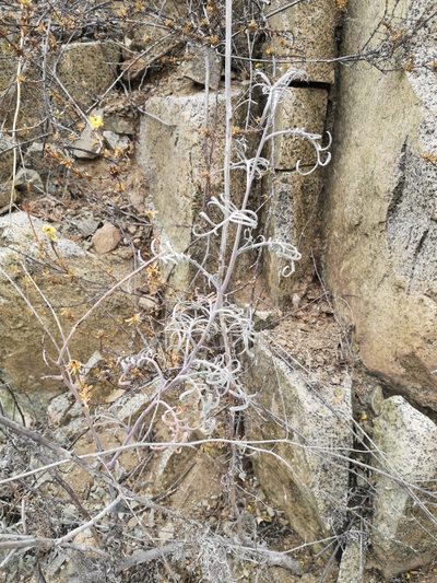 Sibara pinnata, photographed by Aira Francisca Faúndez Fallau