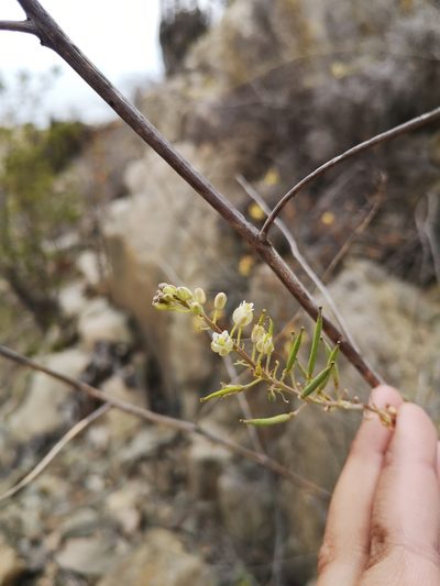 Sibara pinnata, photographed by Aira Francisca Faúndez Fallau