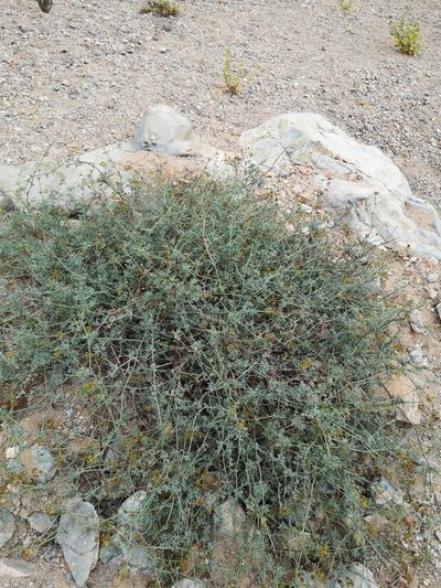 Eremocharis fruticosa, photographed by Aira Francisca Faúndez Fallau