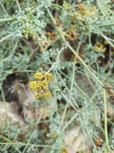 Eremocharis fruticosa, photographed by Aira Francisca Faúndez Fallau