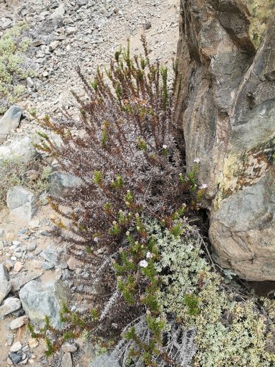 Oxyphyllum ulicinum, photographed by Aira Francisca Faúndez Fallau