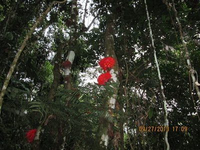 Brownea macrophylla, photographed by gsexauer