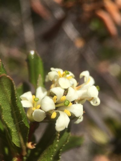 Escallonia illinita, photographed by Matt Berger