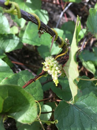 Cuscuta americana, photographed by kclarksdnhmorg