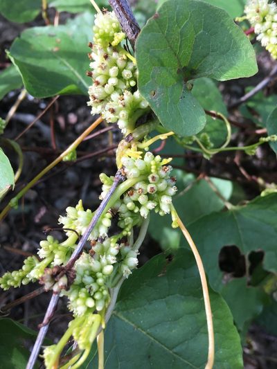 Cuscuta americana, photographed by kclarksdnhmorg