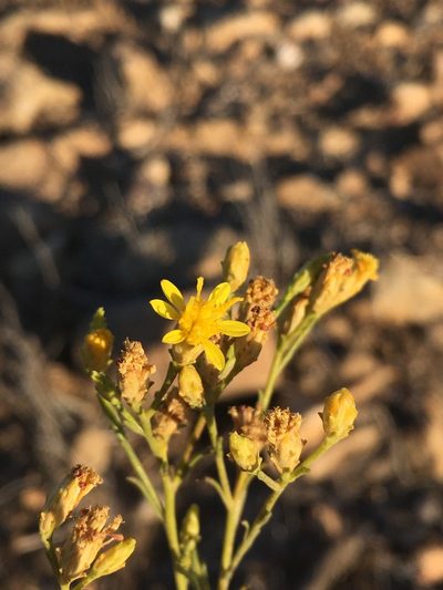 Gutierrezia resinosa, photographed by Matt Berger