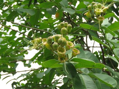 Lafoensia pacari, photographed by Diogo Luiz