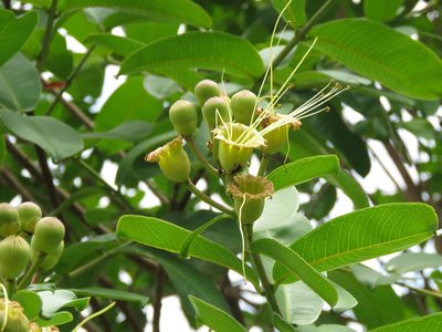 Lafoensia pacari, photographed by Diogo Luiz