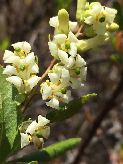 Escallonia illinita, photographed by Matt Berger