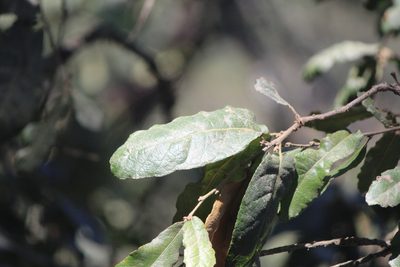 Quercus rugosa, photographed by José Belem Hernández Díaz