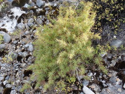 Dracophyllum trimorphum, photographed by Peter de Lange