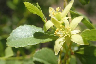 Grewia vernicosa, photographed by Andrew Deacon