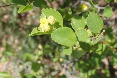 Grewia vernicosa, photographed by Andrew Deacon