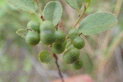 Grewia vernicosa, photographed by Andrew Deacon