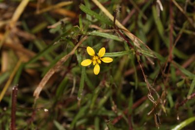 Pectis glaucescens, photographed by Judy Gallagher