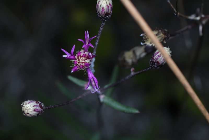 Vernonia blodgettii, photographed by Judy Gallagher