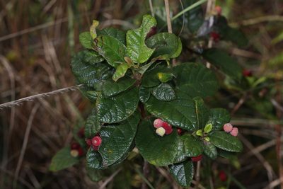 Guettarda scabra, photographed by Judy Gallagher