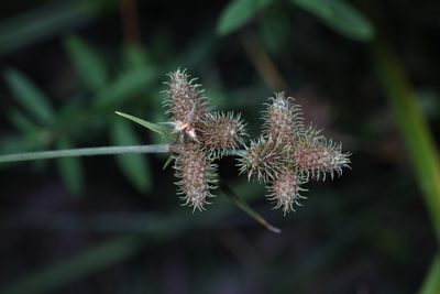 Fuirena breviseta, photographed by Judy Gallagher