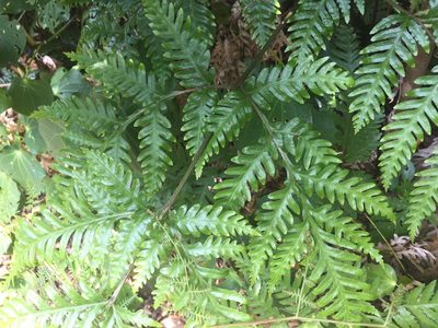 Pteris carsei, photographed by nick_goldwater