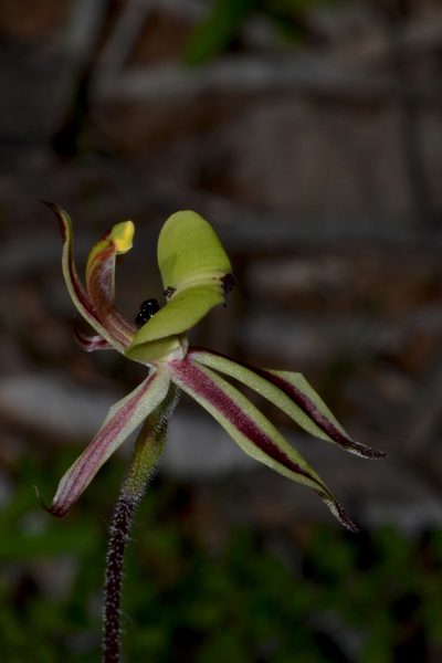 Caladenia roei, photographed by T. Hammer