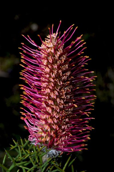 Grevillea paradoxa, photographed by T. Hammer