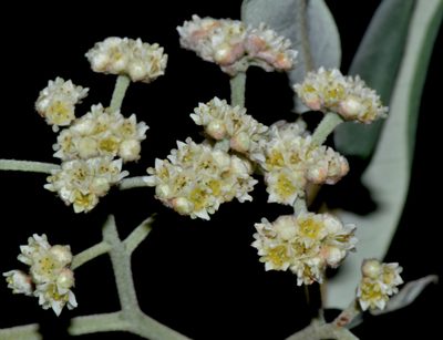 Spyridium globulosum, photographed by T. Hammer
