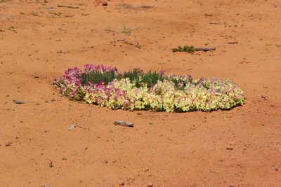 Leschenaultia macrantha, photographed by T. Hammer