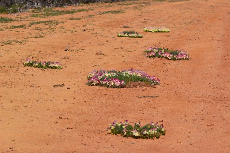 Leschenaultia macrantha, photographed by T. Hammer