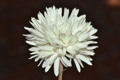 Cephalipterum drummondii, photographed by T. Hammer