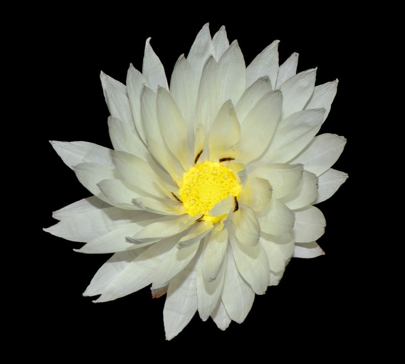 Rhodanthe chlorocephala, photographed by T. Hammer